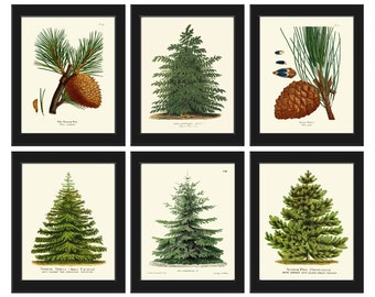 Pine Tree Pinecone Holiday Christmas Wall Art Fall Home Decor Set van 6 Prints Botanische Boerderij Cottage Nature Gift Home Decor naar Frame CM