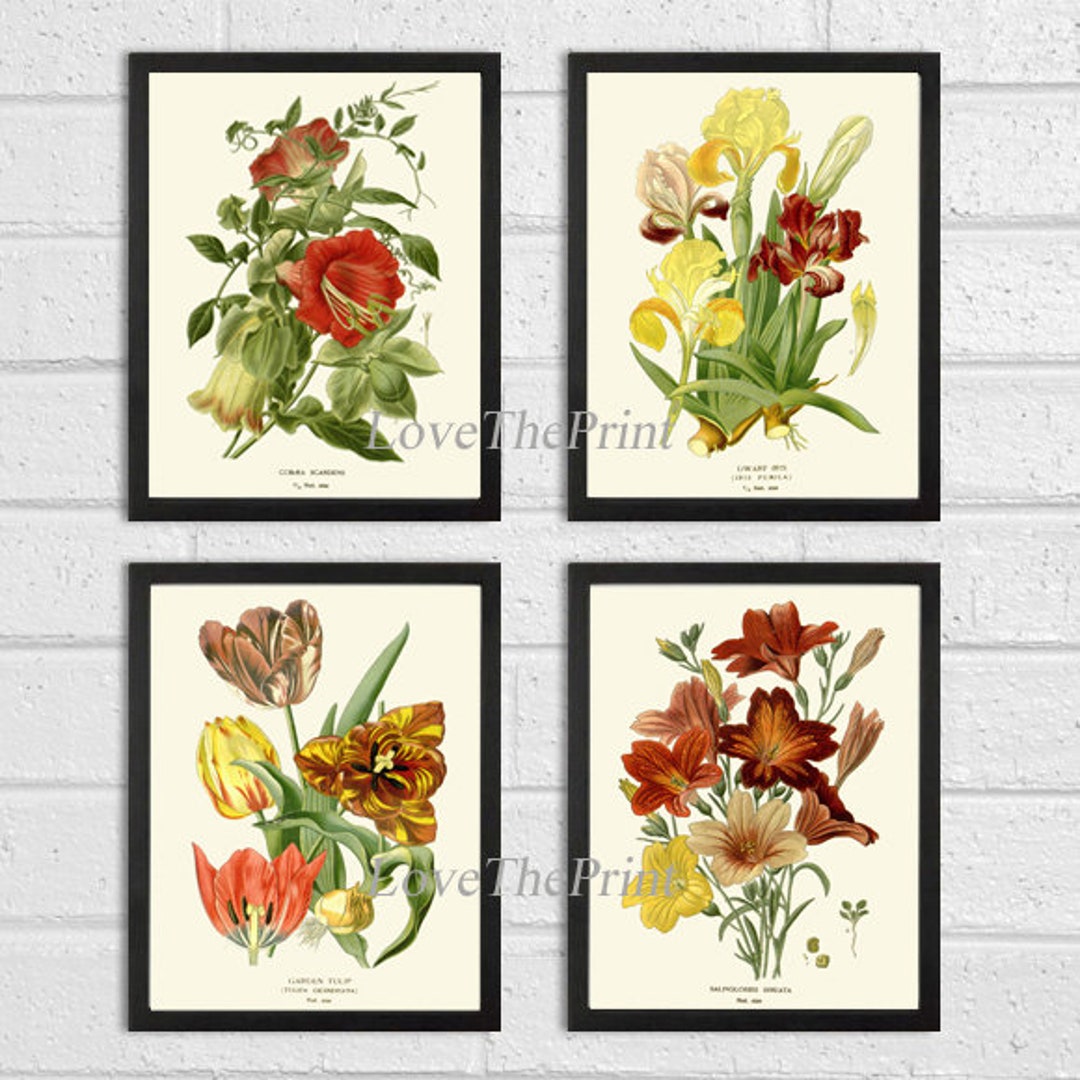 Botanical Print Set of 4 Prints Tulip Lily Iris Beautiful Antique Wall ...