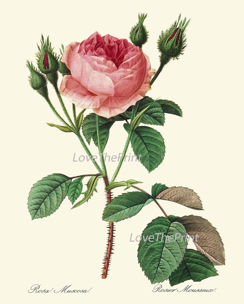 Antique Roses Prints Botanical Wall Art Set of 16 Beautiful Vintage ...