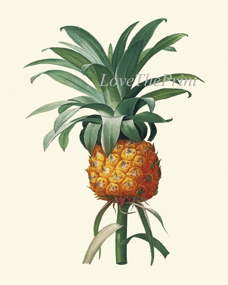 Pineapple Prints Tropical Fruit Wall Art Set of 9 Botanical Etsy