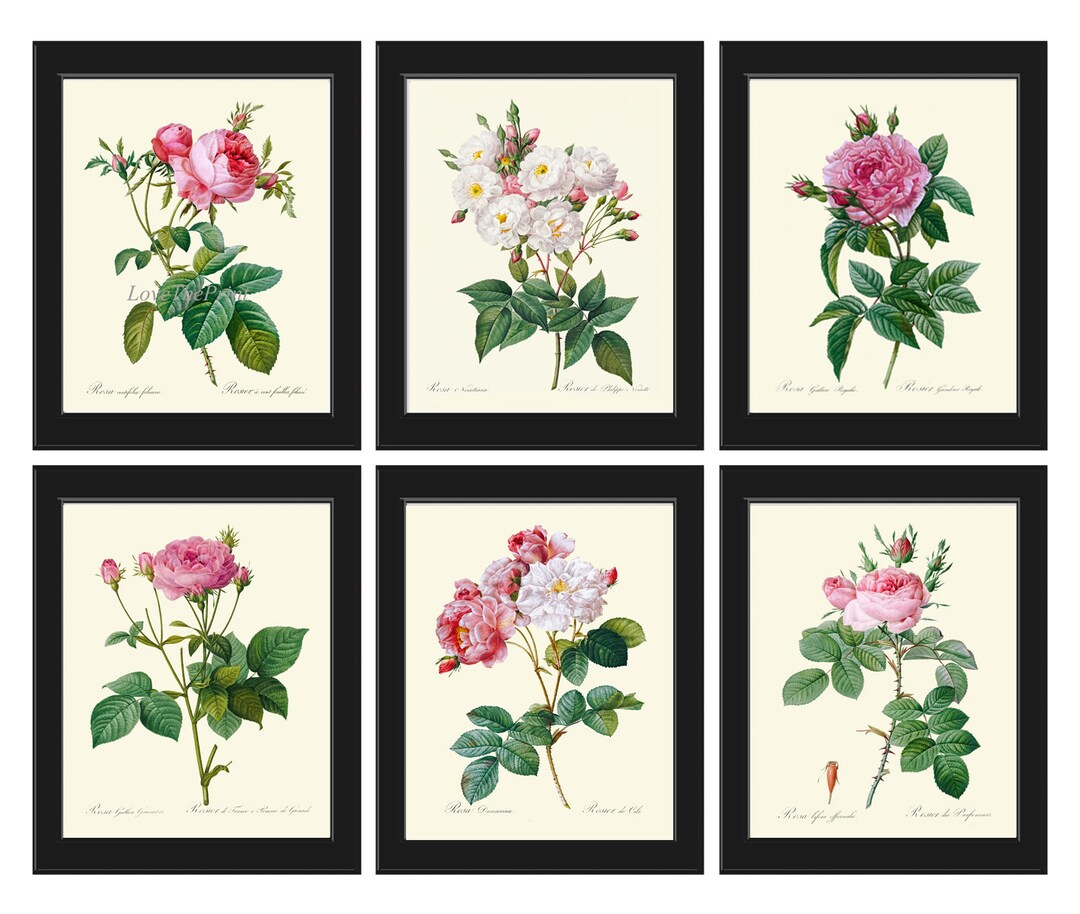 Roses Botanical Wall Decor Art Set of 6 Prints Beautiful Vintage ...