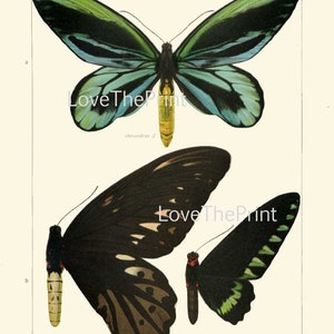 Vintage Butterflies Wall Art Set of 12 Prints Beautiful Antique ...