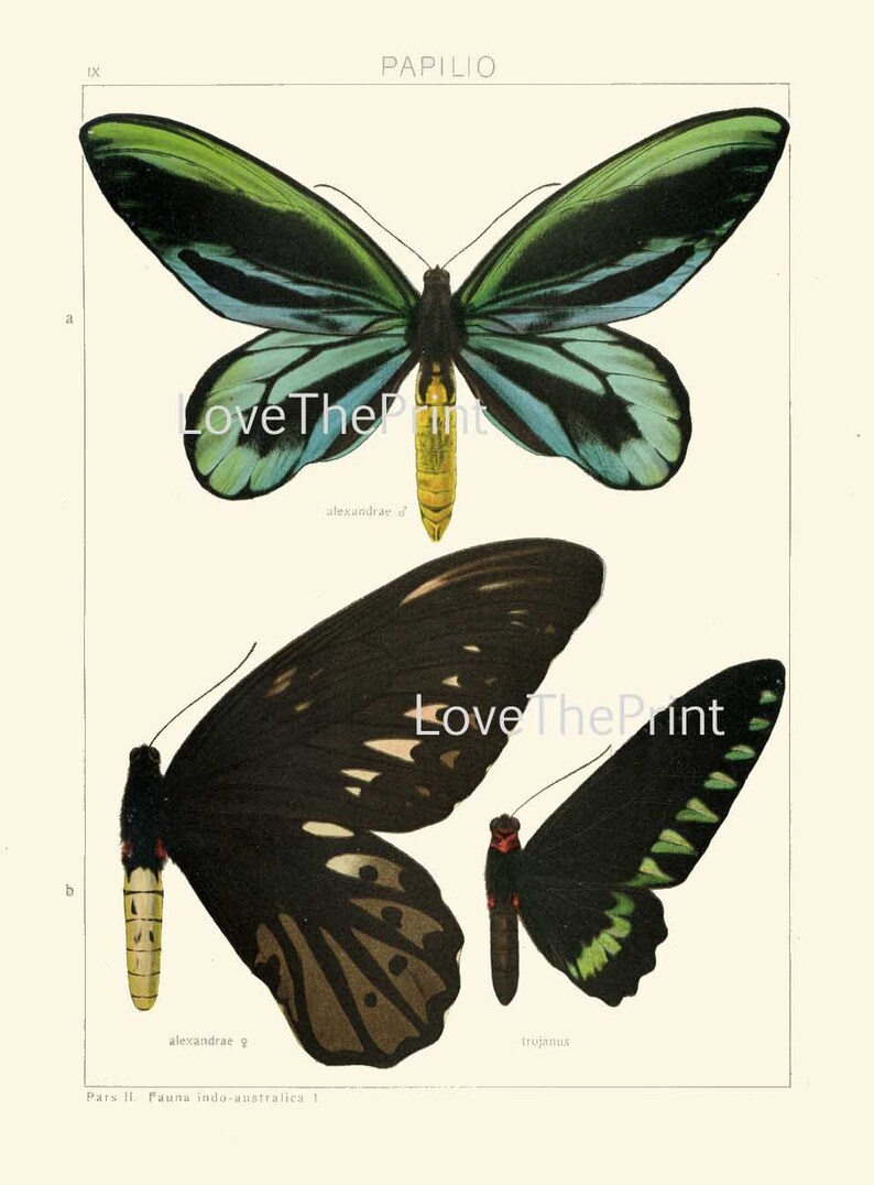 Vintage Butterflies Wall Art Set of 12 Prints Beautiful Antique ...