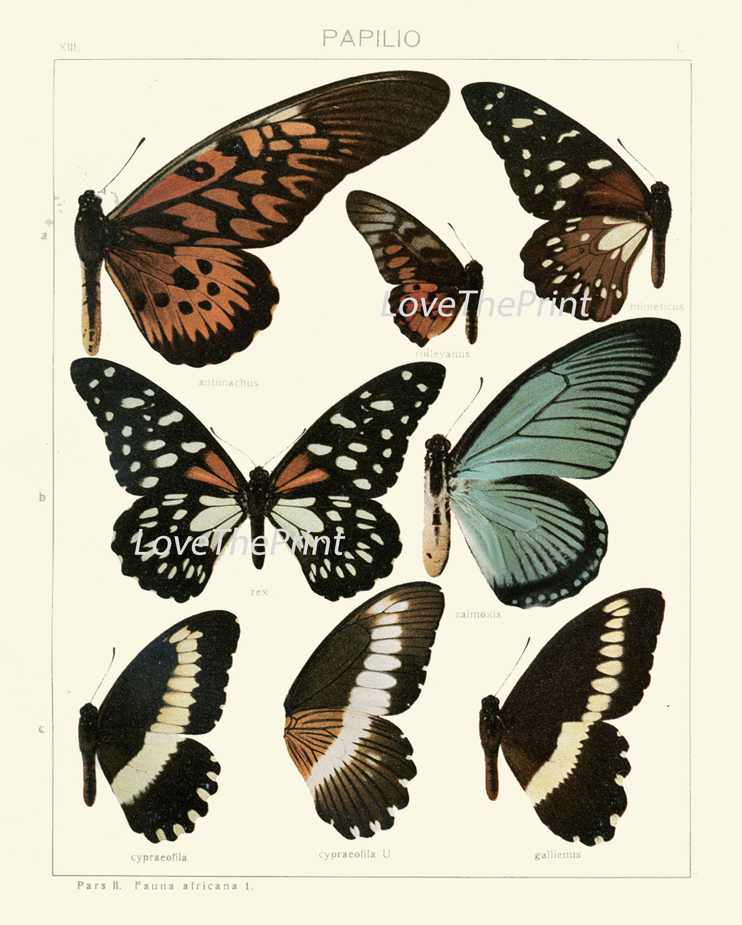 Vintage Butterflies Wall Art Set of 12 Prints Beautiful Antique ...