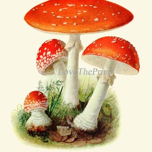 May include: A vintage illustration of three red and white mushrooms with white stems. The mushrooms are on a green background with brown leaves. The text "Sliegenpilz, Amanita muscaria. Giftig." is at the bottom of the image.
