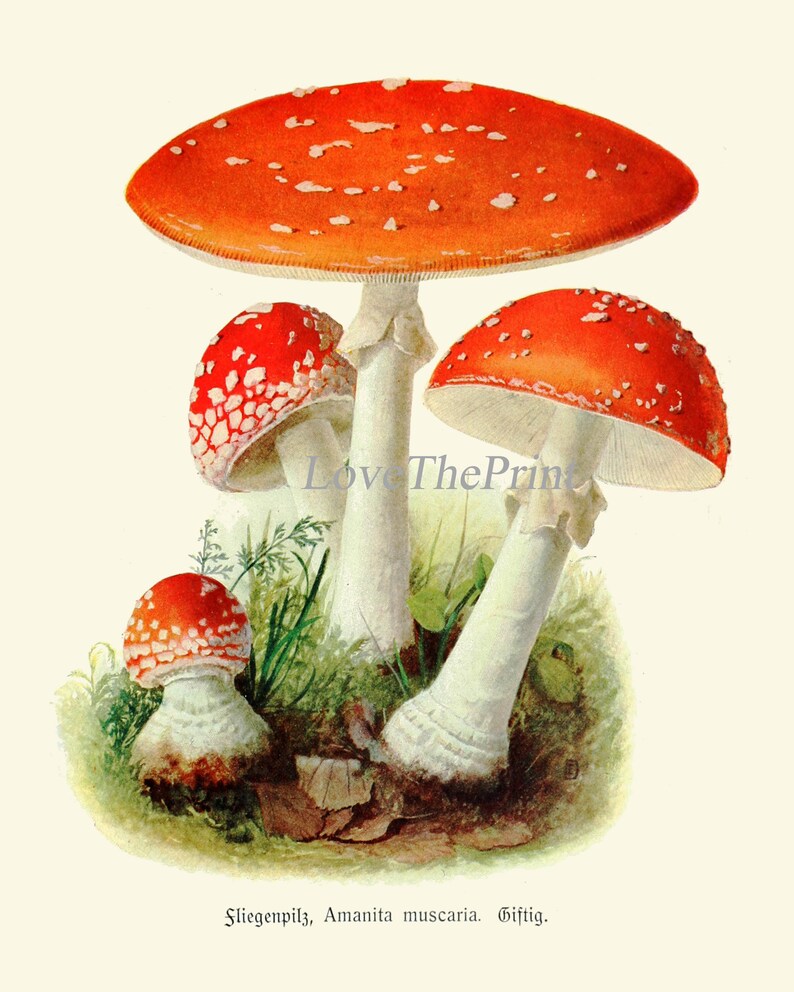 May include: A vintage illustration of three red and white mushrooms with white stems. The mushrooms are on a green background with brown leaves. The text "Sliegenpilz, Amanita muscaria. Giftig." is at the bottom of the image.