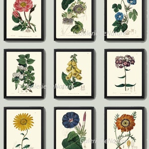 Botanical Prints Wall Art Set of 9 Beautiful Antique Vintage Phlox Rose ...