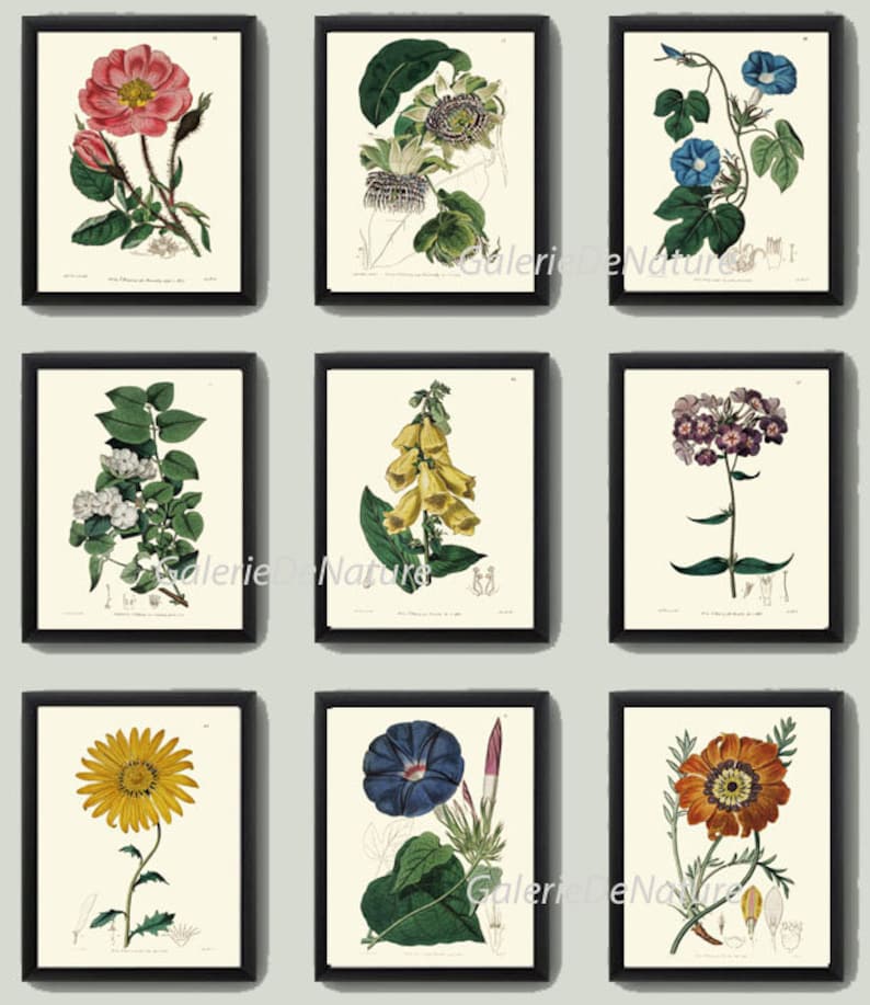 Botanical Prints Wall Art Set of 9 Beautiful Antique Vintage Phlox Rose ...