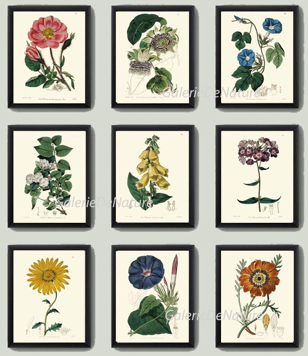 Botanical Prints Wall Art Set of 9 Beautiful Antique Vintage Phlox Rose ...