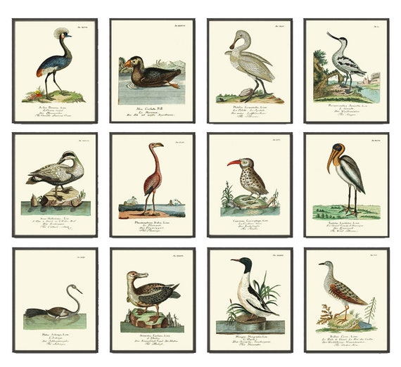Vintage Bird Prints Wall Art Set of 12 Beautiful Antique | Etsy