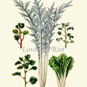 Salad Leaf Botanical Wall Art Set of 12 Prints Beautiful Antique ...