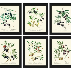 Olive Botanical Wall Art Set of 6 Prints Beautiful Antique Vintage Olives Tree Varieties Italian Italy Kitchen Home Room Decor to Frame TDA