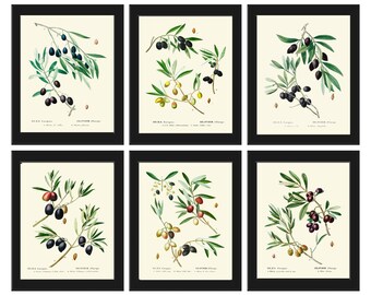 Olive Botanical Wall Art Set of 6 Prints Beautiful Antique Vintage Olives Tree Varieties Italian Italy Kitchen Home Room Decor to Frame TDA