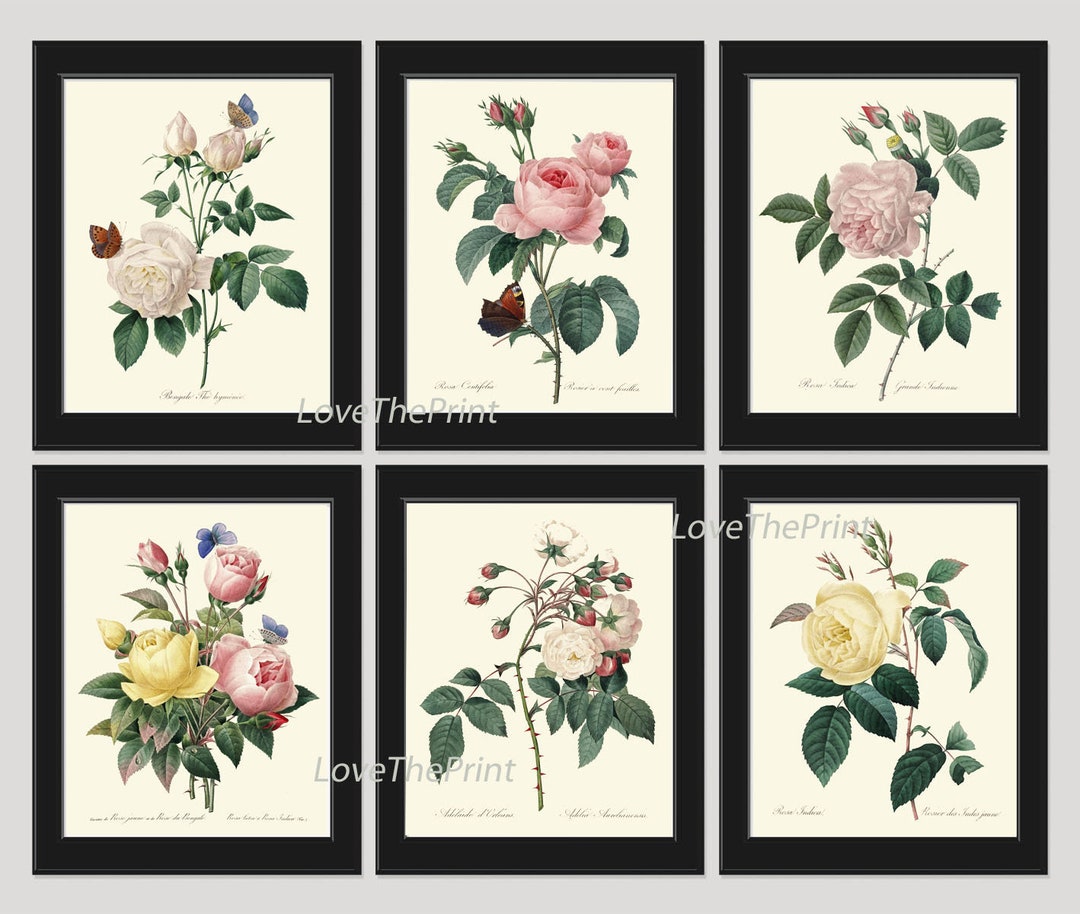 Vintage Roses Botanical Wall Art Set of 6 Prints Beautiful White Pink ...