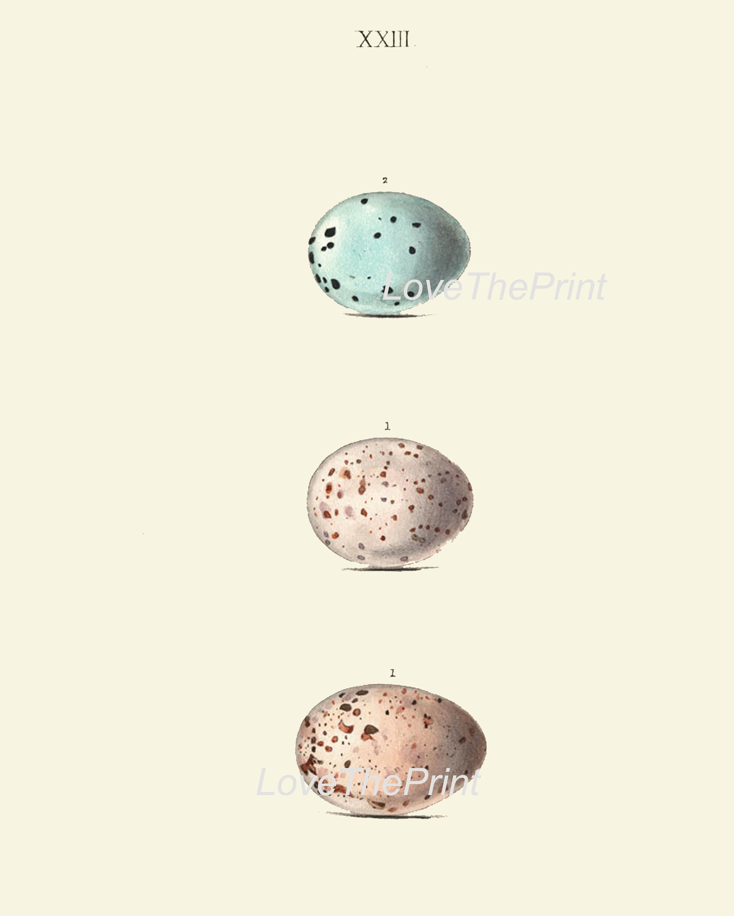 Vintage Bird Eggs Wall Art Print Set of 6 Beautiful Antique Vintage
