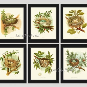 Vintage Birds Wall Decor Art Print Set of 6 Prints Antique Vintage Rustic Farmhouse Birdwatching Bedroom Dining Room Fireplace to Frame GT