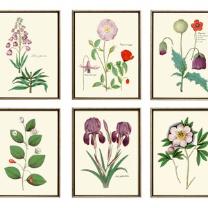 Beautiful Flowers Botanical Wall Art Set of 6 Prints Vintage Antique Pink White Purple Peony Poppy Iris Leaf Garden Home Decor to Frame ABD