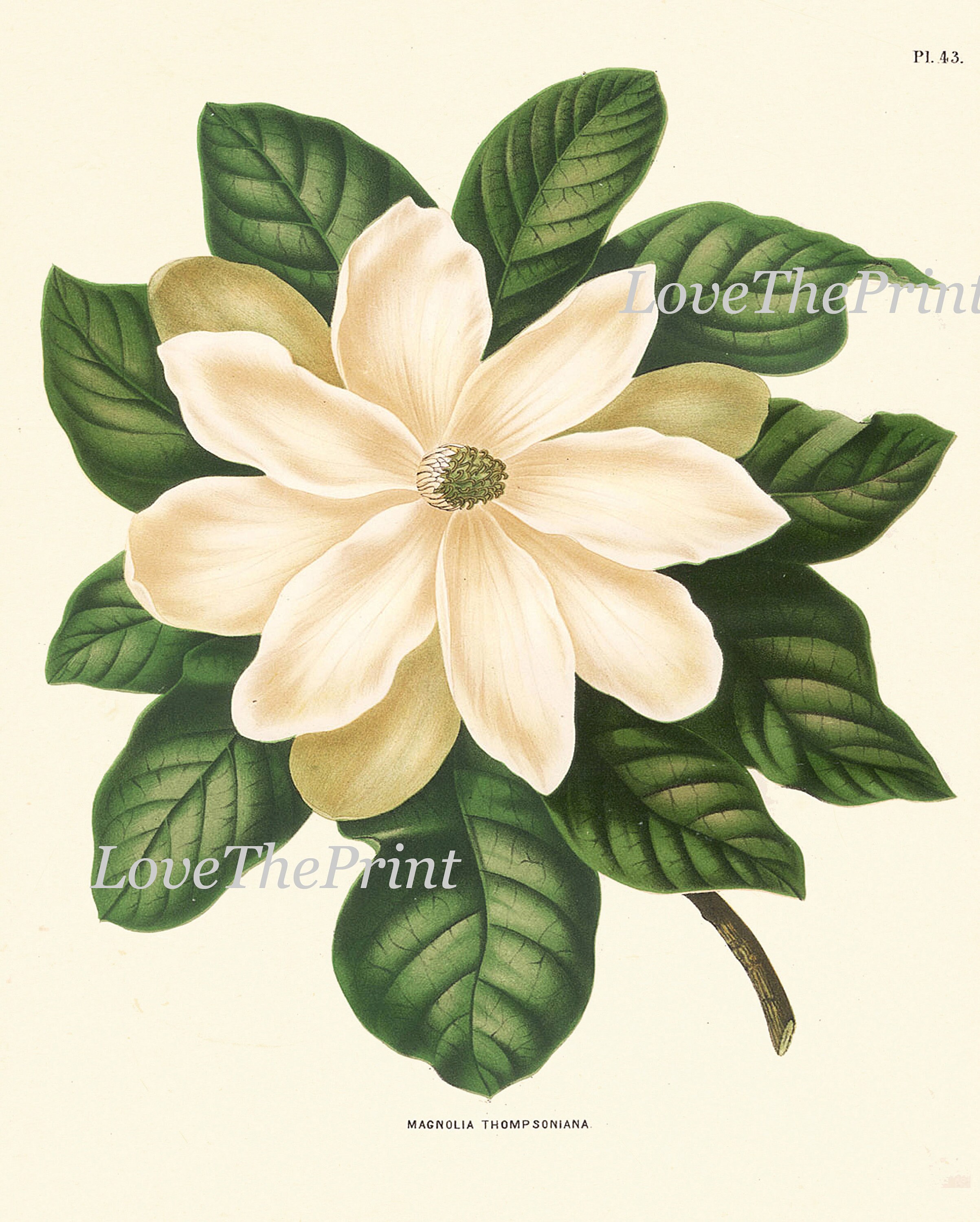 White Flowers Botanical Wall Art Set of 6 Prints Beautiful Vintage ...