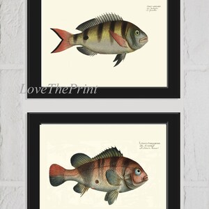 Fish Wall Art Set of 2 Prints Beautiful Antique Vintage Sea Ocean Beach House Marine Coastal Fishing Nature Home Room Decor to Frame BL