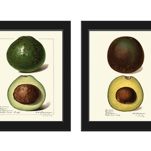 Avocado Wall Art Print Botanical Set of 2 Beautiful Vintage Fruit Vegetable Kitchen Cooking Gift Dining Room Home Room Decor to Frame POMO