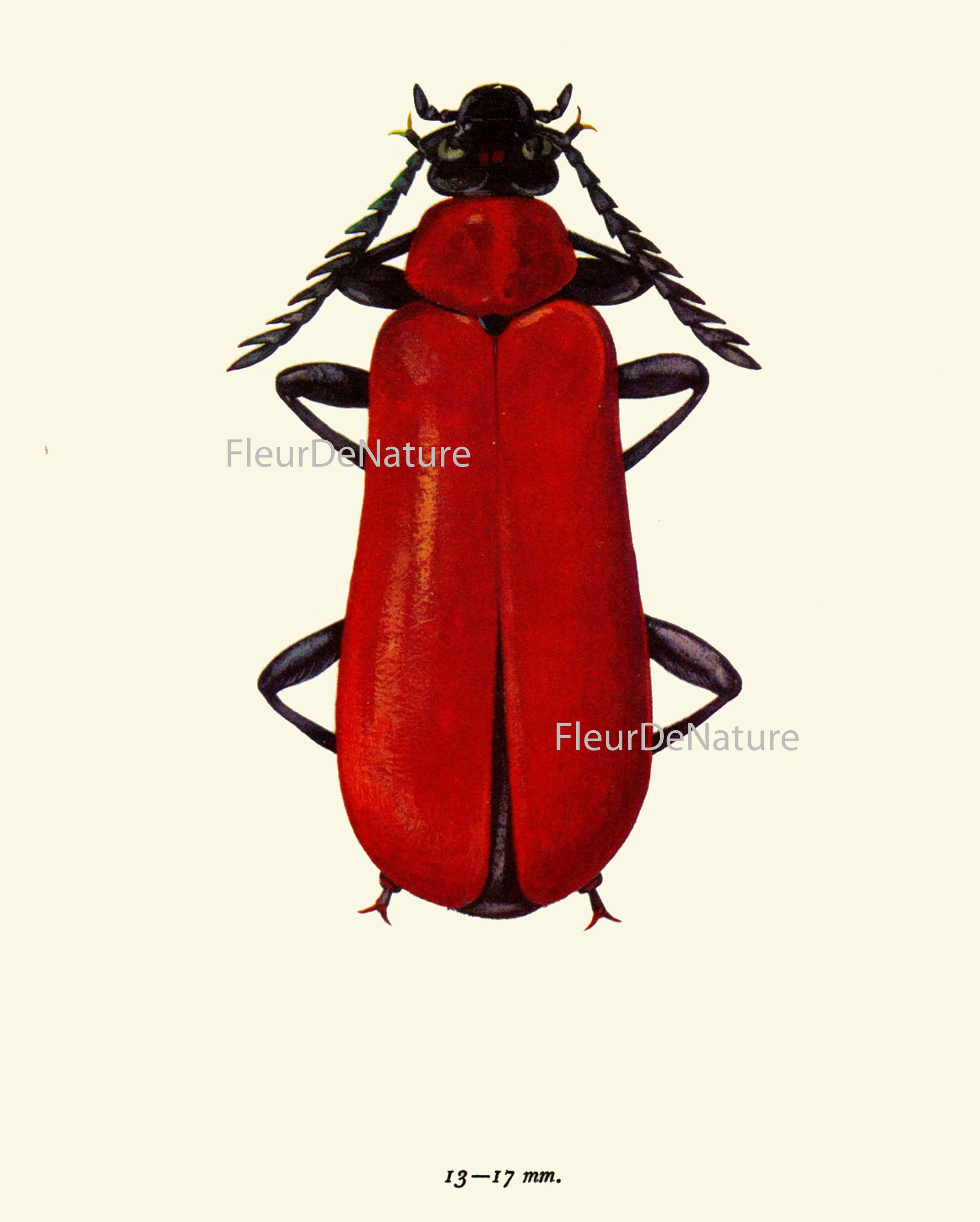 Colorful Ladybug Beetle Wall Art Set of 6 Prints Beautiful Etsy