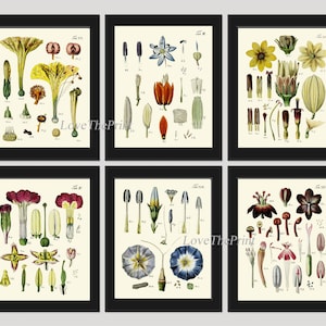 Botanische Prints Bloem Anatomie Wetenschap Muur Kunst Set van 6 Bloemen Illustratie Schilderij Eetkamer Slaapkamer Interieur Home Decor naar Frame BAJ