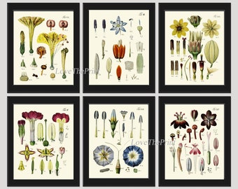 Botanical Prints Flower Anatomy Science Wall Art Set of 6 Floral Illustration Painting Dining Room Bedroom Interior Home Decor to Frame BAJ