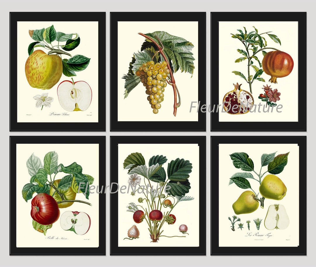Fruit Prints Wall Art Set of 6 Beautiful Botanical Vintage Apple Grapes