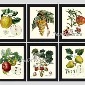 Fruit Prints Wall Art Set of 6 Beautiful Botanical Vintage Apple Grapes Pomegranate Strawberry Pear Kitchen Dining Room Decor to Frame POIT