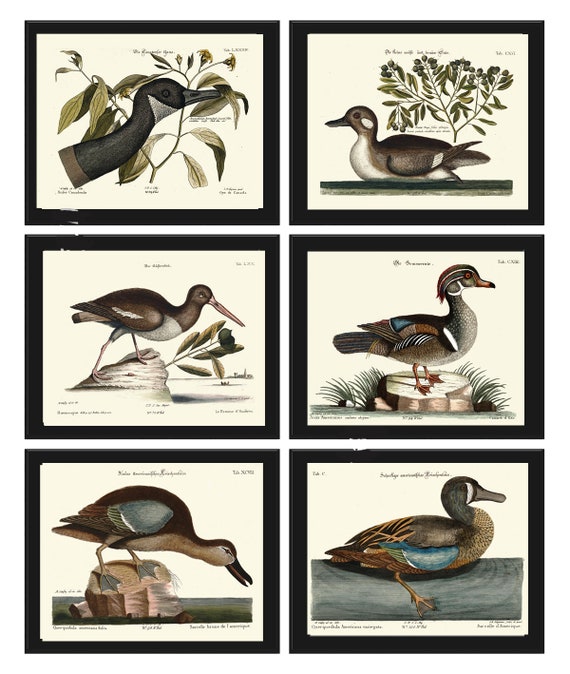 Vintage Duck Bird Prints Wall Art Set of 6 Antique Farmhouse Lake