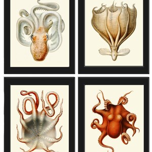 Octopus Prints Wall Art Set of 4 Beautiful Antique Vintage Sea Ocean Beach Tropical Bathroom Bedroom Hallway Office Home Decor to Frame SC