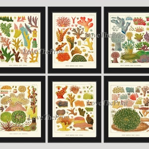 Corals Wall Art Set of 6 Prints Beautiful Antique Vintage Sea Colorful Red Blue Green Nautical Natural History Beach Home Decor to Frame GBR