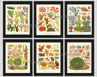 Corals Wall Art Set of 6 Prints Beautiful Antique Vintage Sea Colorful Red Blue Green Nautical Natural History Beach Home Decor to Frame GBR