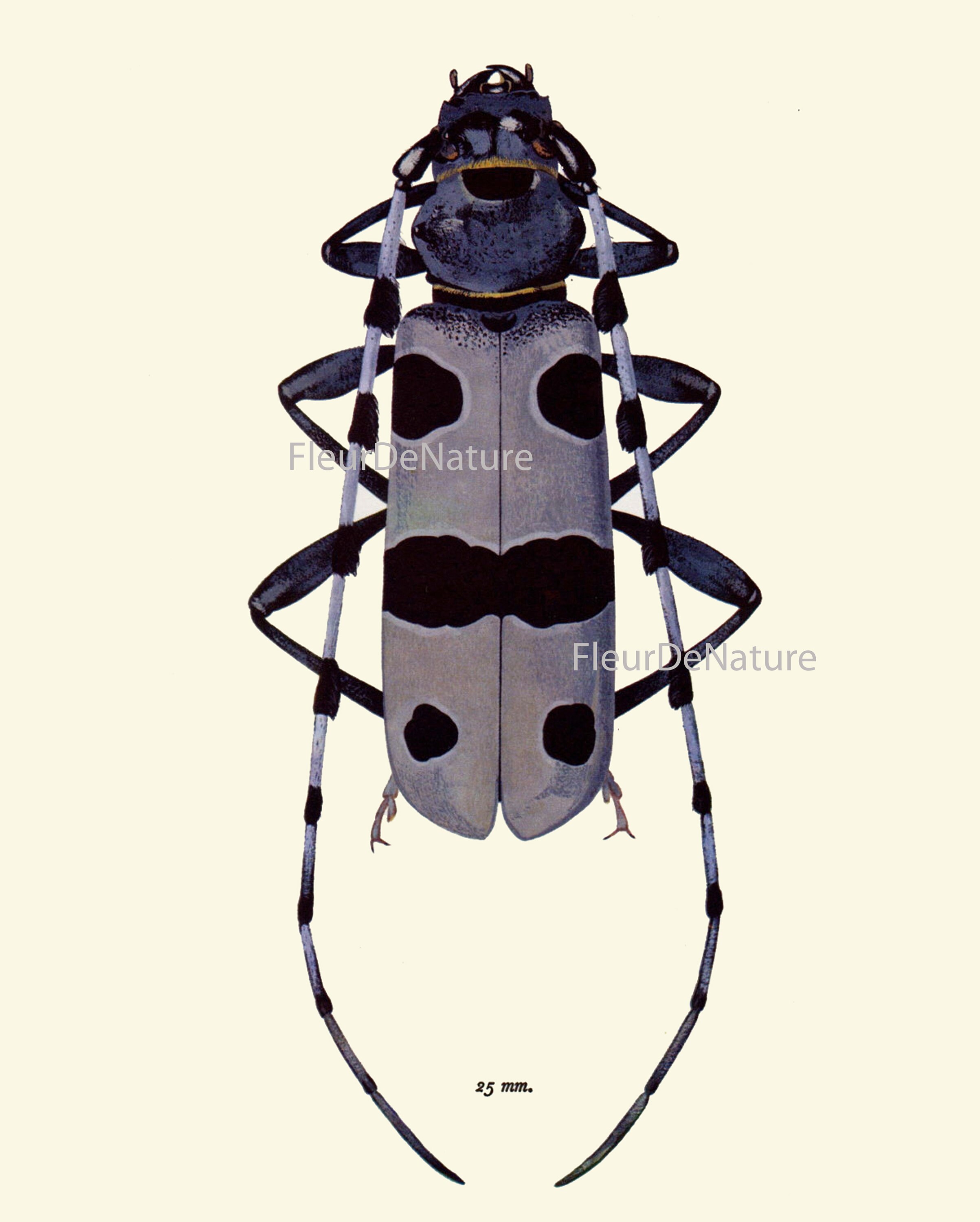 Beetle Prints Wall Art Set of 9 Beautiful Antique Vintage Ladybug ...