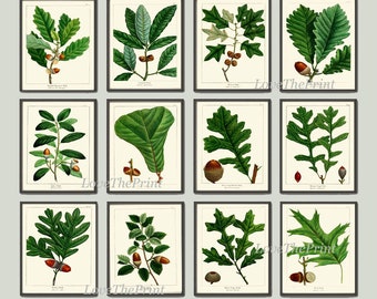 Botanisk väggkonst med ekollon, set med 12 tryck, vacker antik vintage, träd, matsal, sovrum, öppen spis, hall, heminredning, att rama in, REDT