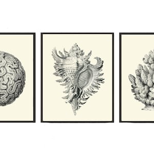 May include: A set of three black and white illustrations of sea life. The first image shows a round brain coral. The second image shows a seashell with a detailed, intricate design. The third image shows a cluster of coral.