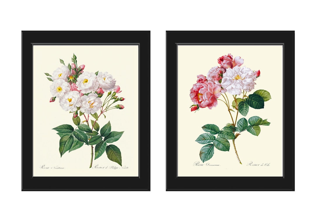 French Roses Botanical Prints Wall Art Set of 2 Beautiful Antique ...