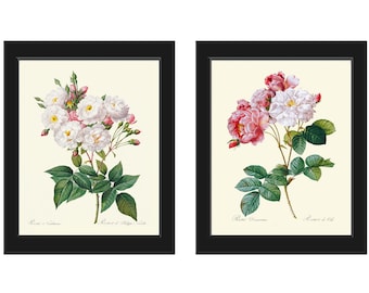 French Roses Botanical Prints Wall Art Set of 2 Beautiful Antique Vintage White Pink Flowers Bouquet Illustration Home Decor to Frame LRR