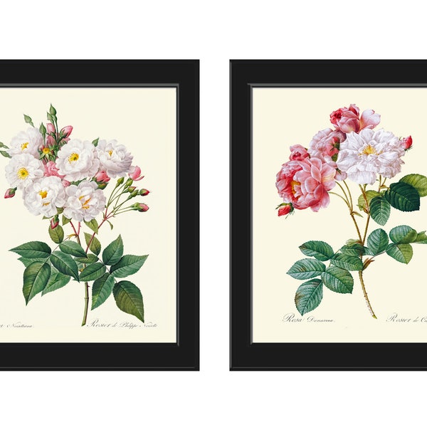 French Roses Botanical Prints Wall Art Set of 2 Beautiful Antique Vintage White Pink Flowers Bouquet Illustration Home Decor to Frame LRR