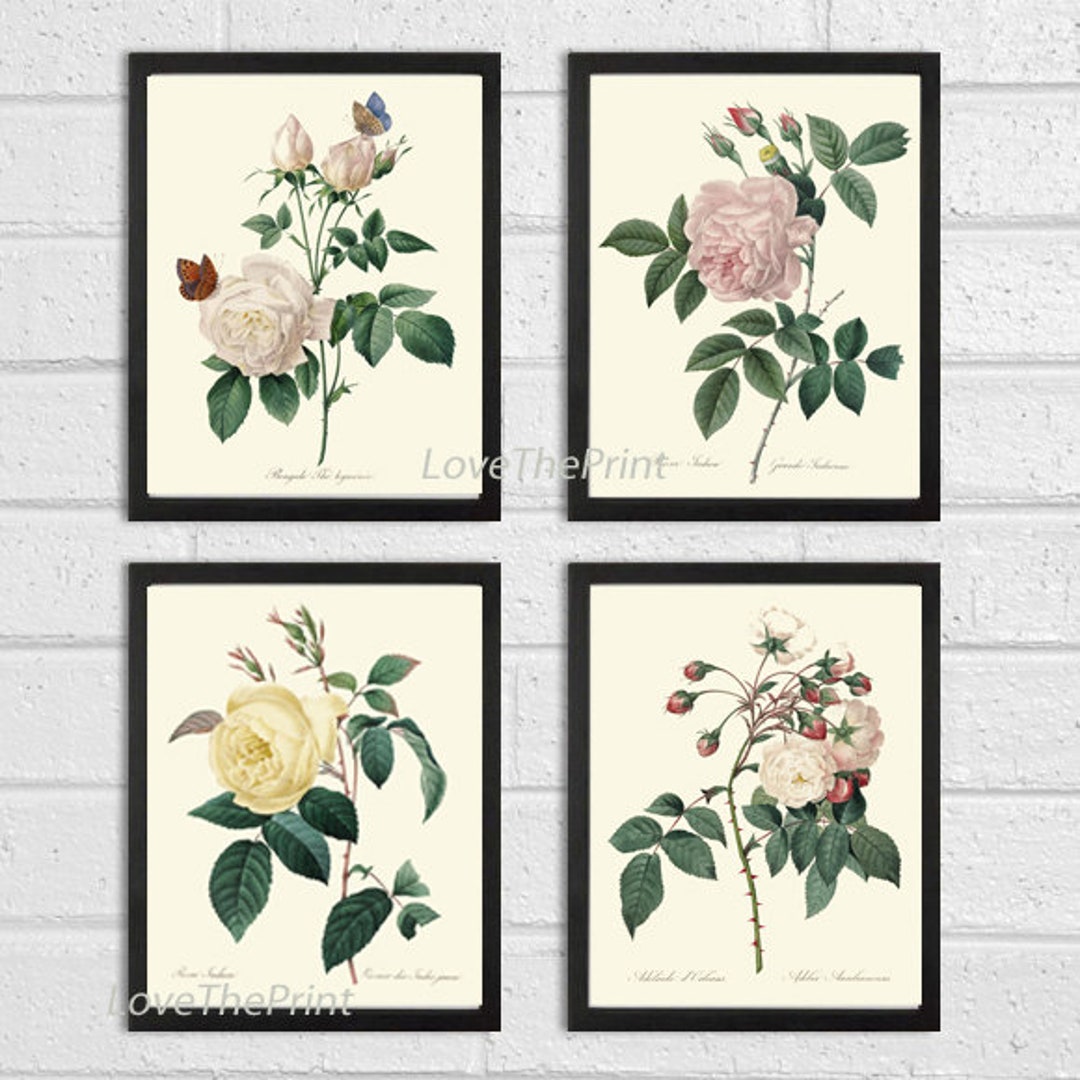 Roses Botanical Print Set of 4 Prints Beautiful Antique Wall Art White ...