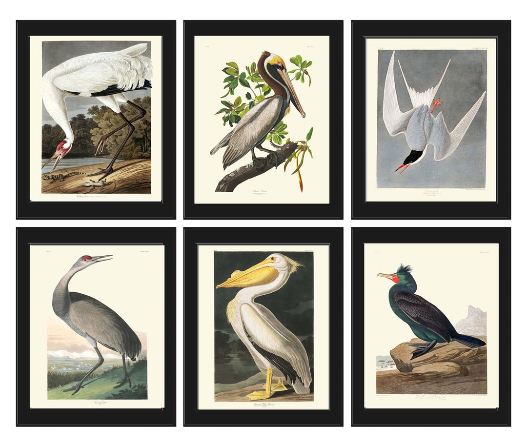 James Audubon Bird Wall Art Print Set of 6 Prints Beautiful Vintage ...