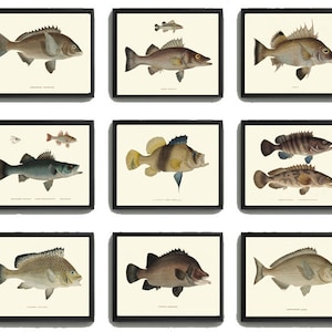 Vintage Fish Wall Art Set of 9 Prints Beautiful Antique Fishes Fishing Cabin Rustic Lake River Outdoor Nature Rustic Home Decor to Frame FJ