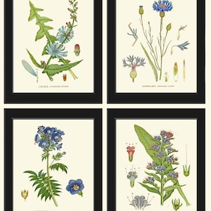 Blue Flowers Wildflowers Botanical Wall Art Set of 4 Prints Beautiful Antique Vintage Cornflower Bachelor Button Home Room Decor to Frame CH
