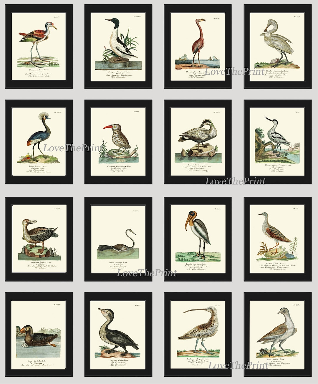 Vintage Bird Prints Large Wall Art Gallery Set of 16 Beautiful Antique ...