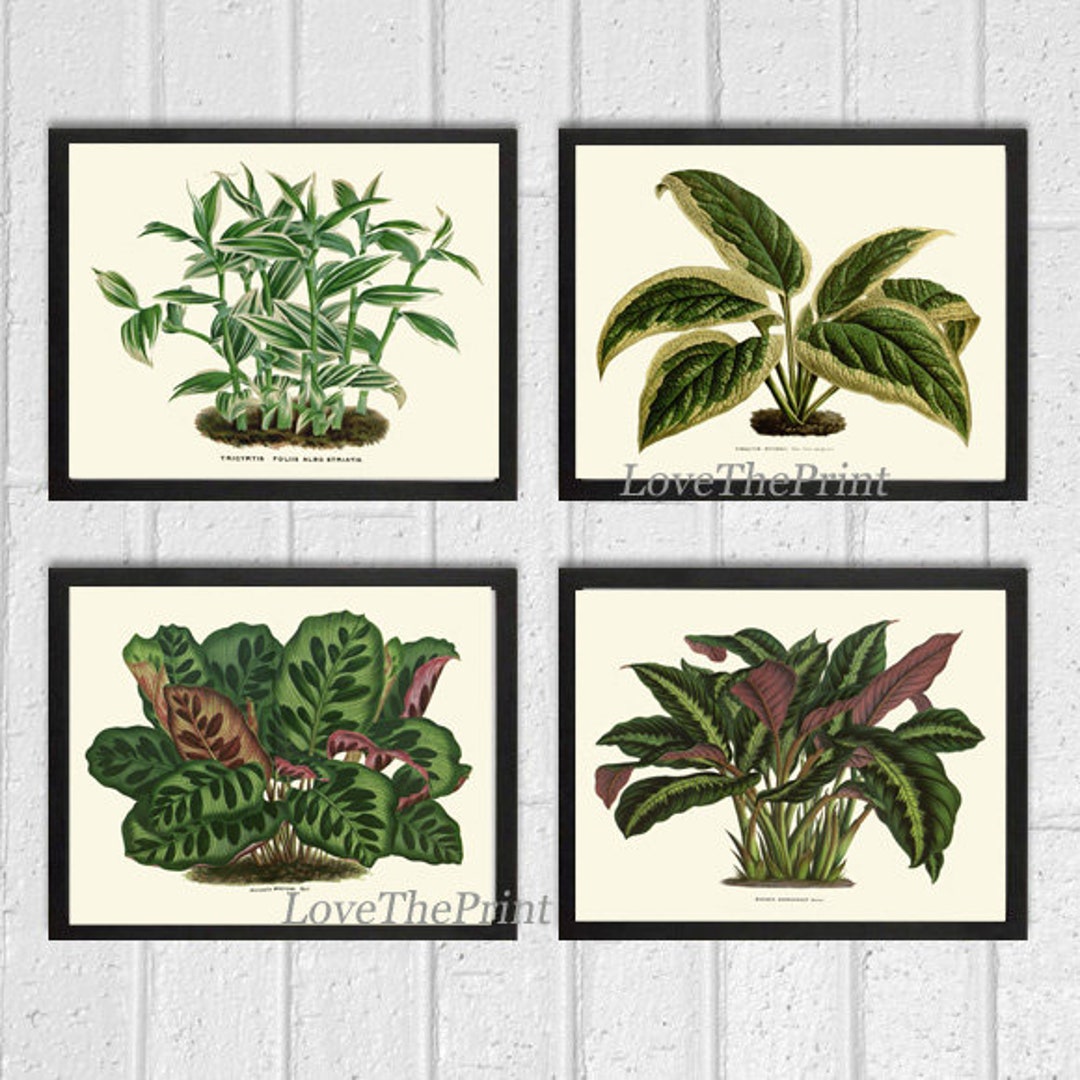 House Plants Botanical Prints Wall Art Decor Set of 4 Prints Beautiful ...