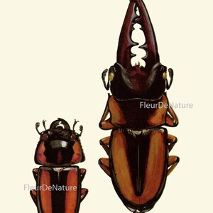 Beetle Prints Wall Art Set of 9 Beautiful Antique Vintage Ladybug ...