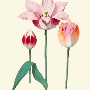 Botanical Prints Tulip Flowers Wall Art Decor Set of 4 Beautiful ...