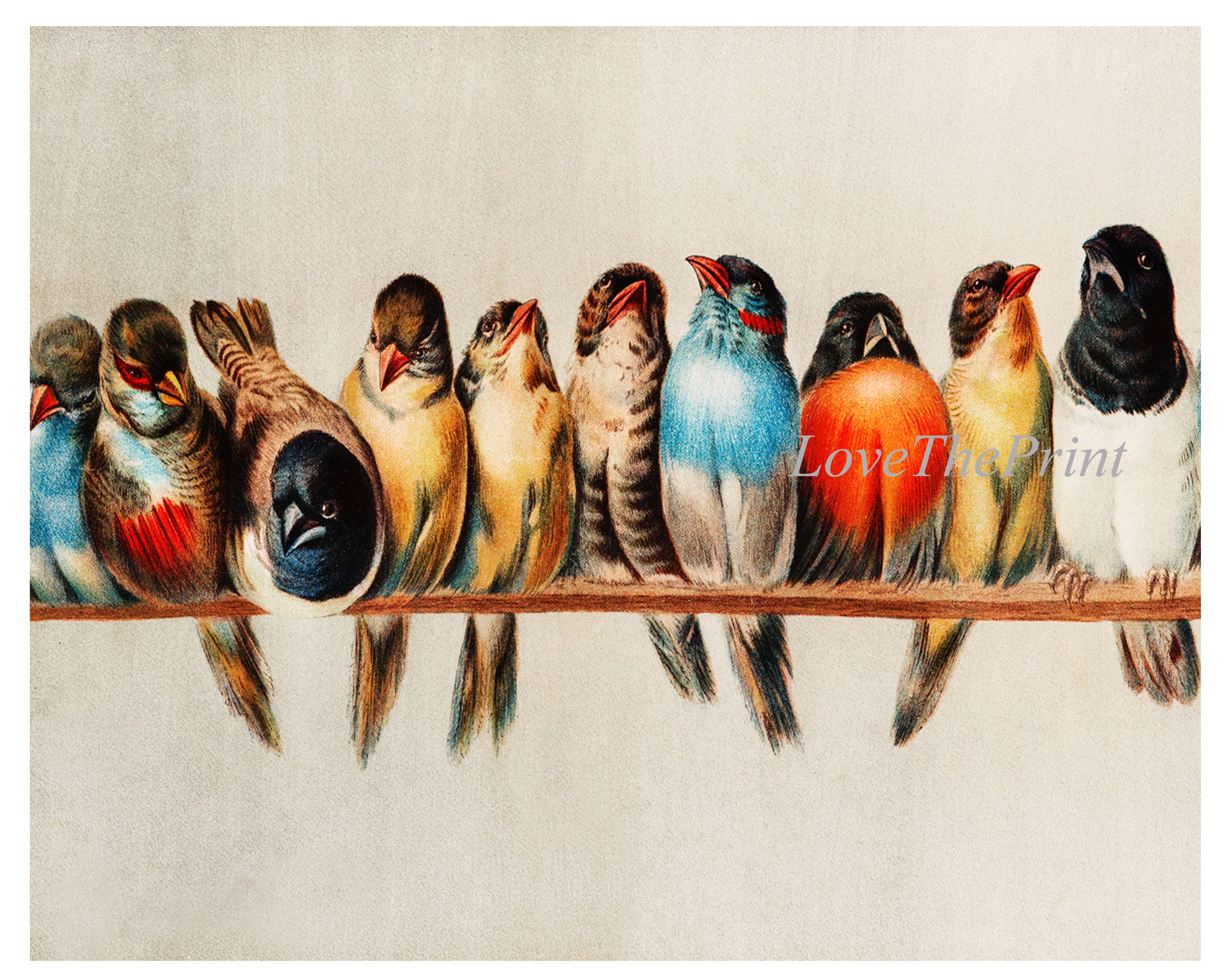 Vintage Birds Wall Art Print Set of 2 Beautiful Antique Red Cardinal ...