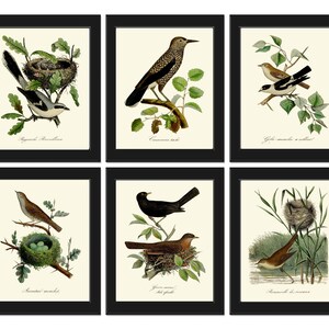 Vintage Bird Wall Art Gallery Set of 6 Prints Beautiful Antique Nest Trees Forest Outdoor Nature Farmhouse Cottage Home Decor to Frame DCF