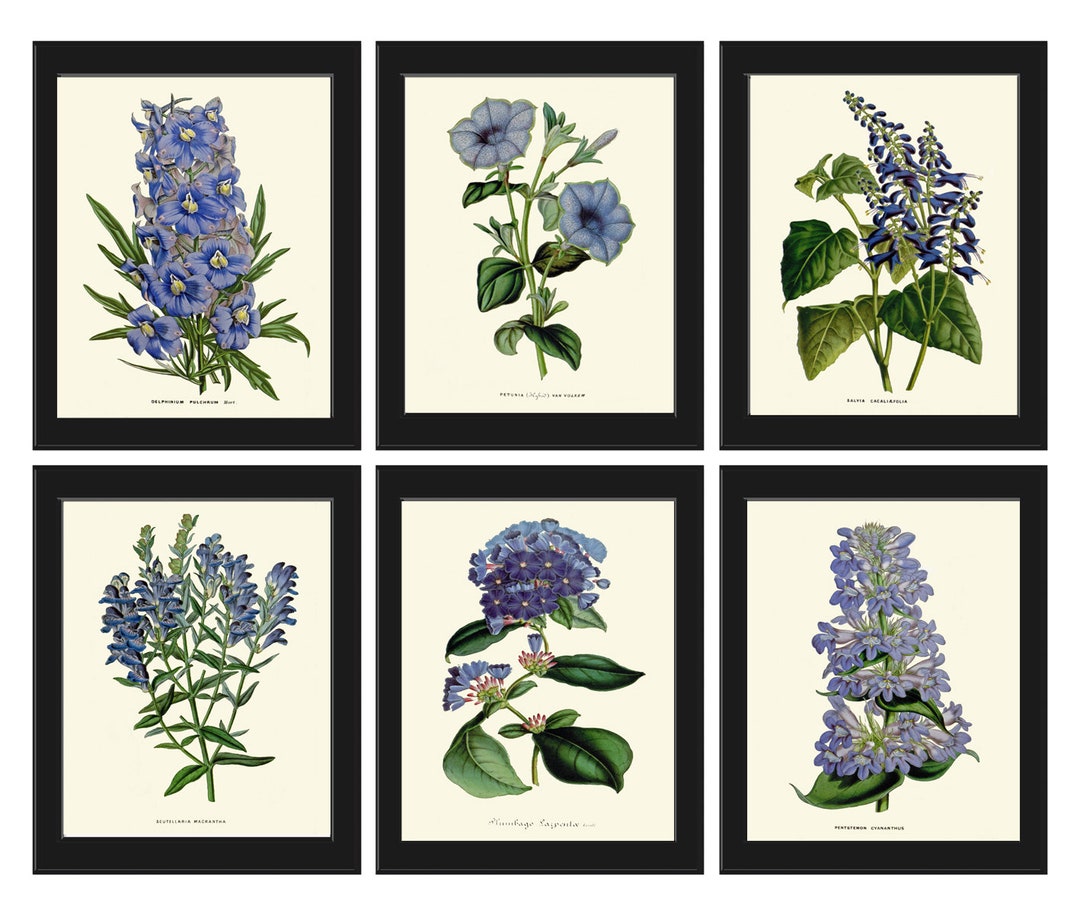 Botanical Prints Blue Flowers Wall Art Set of 6 Floral Illustration ...